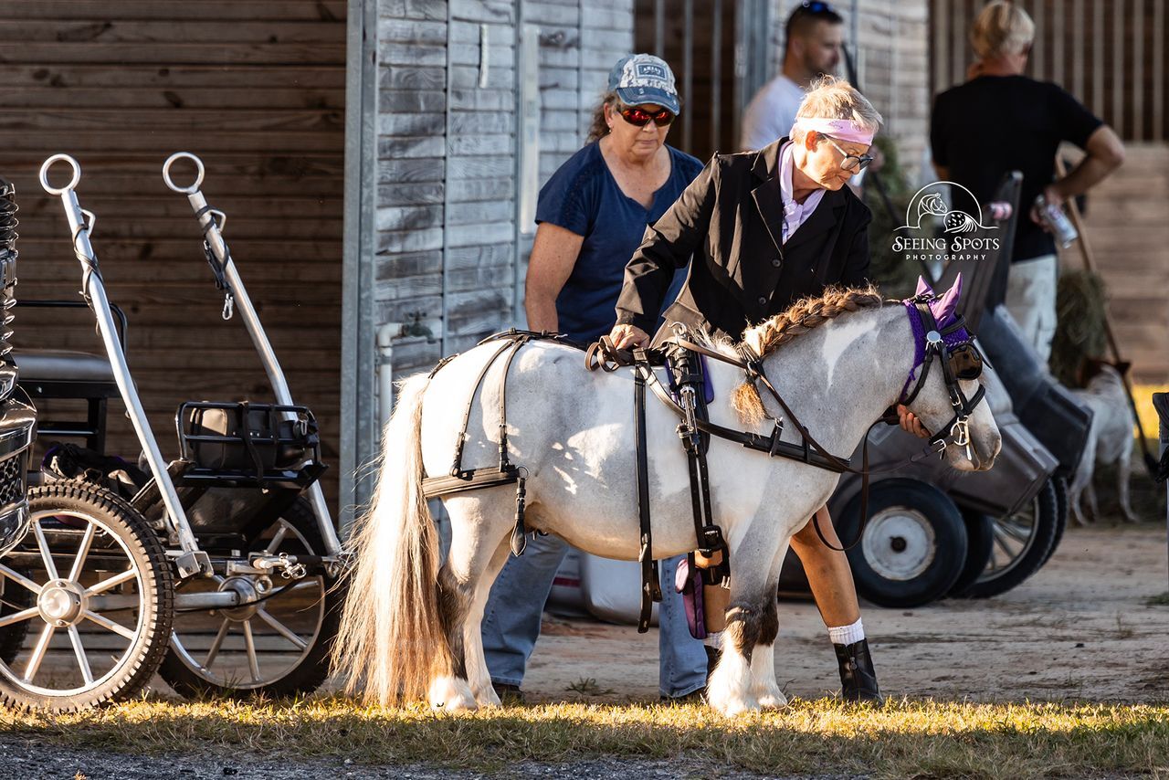 A pair of small horses with their drivers